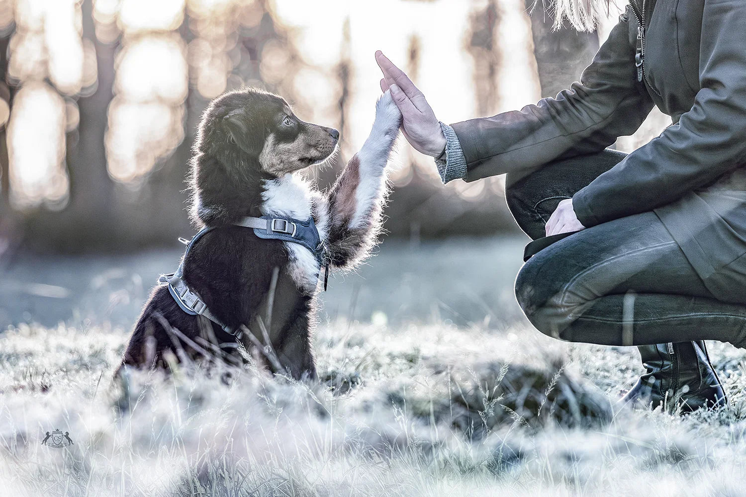 Für den Hund