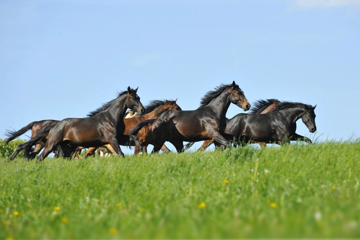 personalisiert, Pferdenamen, Reitsportartikel, Geschenk für Reiter, Pferde Reitsportfachgeschäft, Reitsportbedarf Ratingen, Mettmann, Düsseldorf, Pferdelebhaber, personalisierte Reitsportartikel